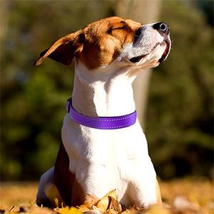 Reflekterande hundkrage mjuka neopren vadderad andningsbar nylon PET -krage justerbar för medelstora hundar 5 Storlek