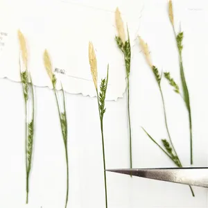 Dekorative Blumen, 100 Stück/7–9 cm, naturgepresstes Carex-Gras mit Zweigen, DIY-Hochzeitseinladung, Basteln, Geschenk, Lesezeichen, Dekoration, Duftkerze