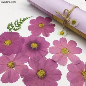 Kwiaty dekoracyjne 120pcs suszony prasowany naturalny fioletowy kosmos bipinnata cav. Kwiat na pocztówkę PO biżuterię do zakładek do zakładek rzemieślniczy