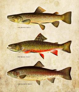 Classico Vintage Trota Pesca a mosca immagine Dipinti Art Film Stampa Seta Poster Decorazione della parete di casa 60x90 cm5423920