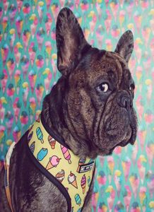 French Bulldog Harness Printed English Bulldog Frenchie Reversible Harness Puppy Small Dogs Vest for Pug Walking Training 2107127463729