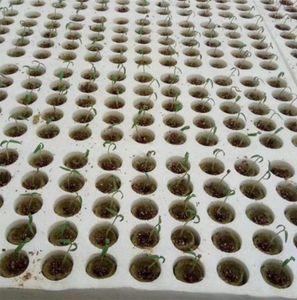 Vasi da fioriere 20 pezzi Cilindro Pianta in lana di roccia Idroponica Coltivazione media Compressione Base per coltivazione fuori suolo per serra da giardino4973994
