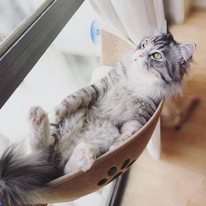 Mats Pet Cat Window Bed Cat Hammock Bed Window Perch Soft Natural Felt Cat Window Seat Cat Bed for Cats Pets Rest House