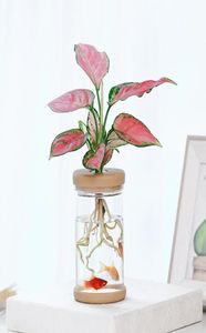 Transparent hydroponisk vasimitation Glas Sjustlös plantering Krukutgrön växt harts blomkruka Hem Vase Decor2863652