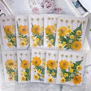 Dekoratif çiçekler 22pcs/set preslenmiş kurutulmuş çiçek yaprağı bitkisi mücevher için herbaryum yer imi kartpostal telefon davası davet