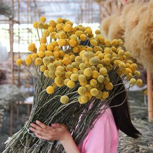 Dekoratif çiçekler doğal sarı billy düğme topları bitki kurutulmuş çiçek gerçek dekorasyon düğün aile masası vazo flores düzenleme