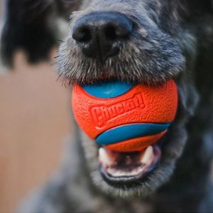 Tops Haustier-Hunde-Gummiball-Spielzeug für Hunde, Bissfestigkeit, Hunde-Kauspielzeug, lustige französische Bulldogge, Mops-Spielzeug, Welpen-Haustier-Hunde-Trainingsprodukte