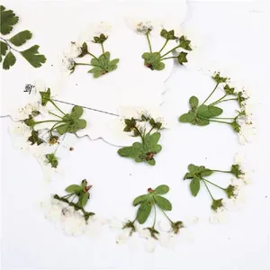 Dekoratif Çiçekler 60 PCS Preslenmiş kurutulmuş spiraea Thunbergii Çiçek Bitki Mücevher Po Çerçevesi için Herbaryum Po Frame Dava