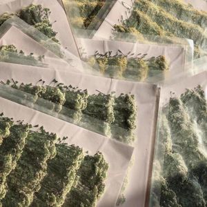 Dekoratif Çiçekler 500pcs Preslenmiş kurutulmuş capsella bursa-pastoris çiçek bitkisi herbaryum için mücevher kartı davet kartı telefon kasası