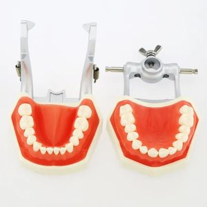 Model zęba, standardowy model ujścia dorosłych z 28 zdejmowanymi zębami, szczotkowanie dzieci i pielęgnacja jamy ustnej Model uczenia się
