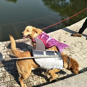 Giubbotti Pet Dog Giubbotto di salvataggio Estate Squalo Sirena Pet Giubbotto di salvataggio Vestiti per cani Imbracatura Cani Costumi da bagno Animali Costume da bagno Divertente Simpatico cane Costu