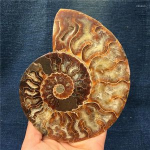 Dekorativa figurer 1pc Natural Ammonite Conch Crystals Stone Mineral Prov Healing Collection Home Decoration Historia Historia