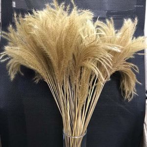 Dekorativa blommor Flower Ear 10-15cm/40st torkad naturlig liten pampas gräsbukett torr bulrush trawa pampasowa diy för heminredning bröllop