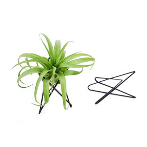 Trädgård levererar andra blomkrukor Stand Office Air Plant Holder Iron Art Containrar Ornament