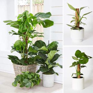 Suprimentos de jardim Outros 11.8/15.7/19.76in Moss Pólo Pólo Totem Plant Suporte - 2 palitos para escalar plantas em vasos de interior Creeper House Grow