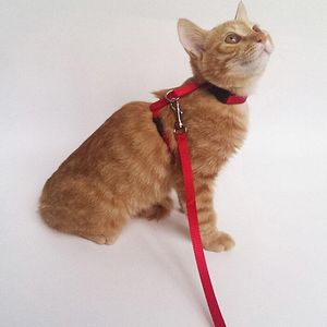 猫の首輪がハーネスとリーシュセット調整可能なナイロン通気性ロープ子犬子猫の歩行鉛リーシュスモールドッグの猫猫ペットアクセス