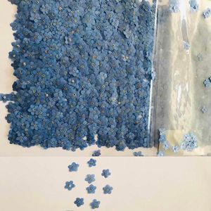 Dekorative Blumen Kränze 120pcs gepresst getrocknete natürliche Mini Blue Myosotis Sylvatica Vergissmenot Blumenpflanze Herbarium für Schmuck Telefon Hülle Nailart DIY 230227