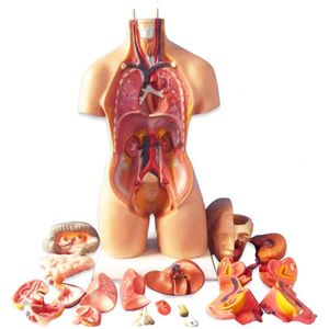 Science Discovery 28cm Modelo de corpo do tronco humano anatômico Anatomia de órgão interno ensino de molde Assembléia de molde Kid Baby Education Toy Gift 230227