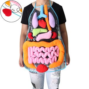 Science Discovery Children Anatomy Apron Human Body Organs Awareness Preschool Science Home School Teaching Aids Education Insights Toys 230227