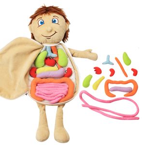 Science Discovery Kid 3D Puzzle Body Human Model Anatomy Plush Toy Montessori Organizador de aprendizagem Diy montado Toy Preschool Body Organ Ferramenta 230227
