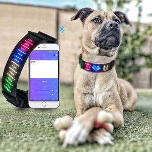 Collari Collare per cani Display a LED Controllo app Pettorina per animali Forniture Sicurezza Lampeggiante Luminoso Incandescente per collari notturni Perro