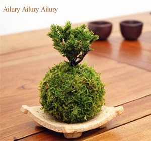 Vases Jade Moss Ball Green Flowerpot Creative Dendrobium Planting Box Gardening Potted Household DIY Bonsai 230603