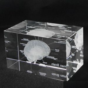 Dekorativa objekt Figurer 3D Human Anatomisk modell Pappersvikt Laseretsad hjärnkristallglas Kub Anatomi Mind Neurology Th Dhsay