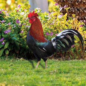 Garden Decorations Chicken Decor Lifelike Ecofriendly Vibrant Color Outdoor Yard Acrylic Rooster Ornament for 230607