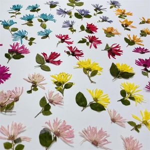 Dekoratif Çiçekler 1set Preslenmiş Kurutulmuş Loropetalum Chinense Çiçeği Çerçeve Sanatı Epoksi Reçine Takı Yapım Kartpostal Bookmark Craft DIY