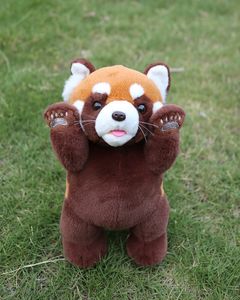 Plyschdockor 24 cm High Real Life Red Panda Plush Toy Soft Lesser Panda Stuffed Animal Toys Dolls Gifts To Kids Adults 230614