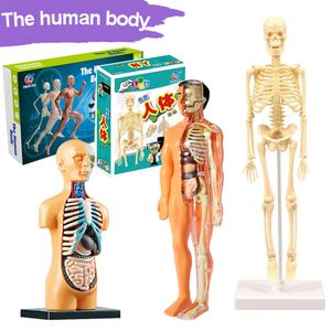 Science Discovery 3D ludzkie ciało tułowia ludzkie dla dzieci Anatomia szkieletowa para parowa Zgromadzenie organów edukacyjne edukacyjne narzędzie do nauczania zabawek 230615
