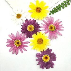 Dekoracyjne kwiaty Wciśnij Kolor Daisy do napełniania materiału wysuszony kwiat komórkowy telefon wytłoczona próbki roślin 8pcs/torba