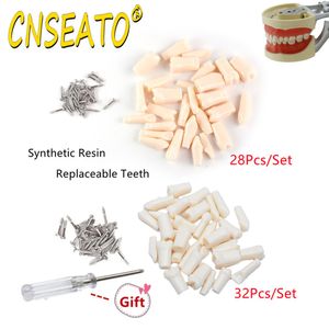 Other Oral Hygiene Dental Typodont Model Removable Teeth Resin Denture Dentistry Teaching Practice 2832Pcs Replacement Tooth False Screw Standard 230617