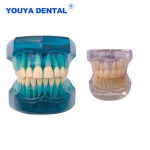 Other Oral Hygiene Dental Resin Model 1 1 Teeth Teaching Model For Studying Dentist Transparent Standard Typodont Tooth Model Jaw Dentistry Product 230617