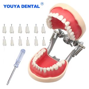 Altro Modello di insegnamento dentale per l'igiene orale Addestramento del modello dei denti del tipodonte Tecnico Modello dei denti delle gengive Modelli della mascella con dimostrazione dei denti rimovibili Studio 230617