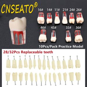 ÖVRIG ORAL HYGIEN 10PC DENTAL TOMEN MODELL ENDODONTIC ROOT CANAL BLOCK RCT PRAKTISKA PULP CAVITY DENTISTRY Ersätt Harts Teeth Endo Training Student 230617