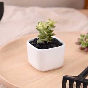 Planters Pots Flower Pot Mini Simple White Creative Desktop Flowerpot Succulent Ceramic Rounded Corners Square Potted Flower Pot Office Decor R230620