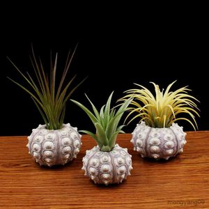 Planters Pots OOTDTY Air Plants Sea Urchin Tabletop Tillandsia Holder Flower Pot Miniature Gardening Decorations R230620