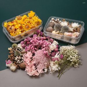 Dekorative Blumen 1 Box natürliche getrocknete echte bunte Pflanze Schönheit Chrysantheme Halskette DIY Handwerk Geschenke für Party Festival Home Dekoration