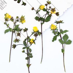 Fleurs décoratives fraise avec tiges fleur pressée séchée pour bricolage décoration 1 Lot/120 pièces livraison gratuite