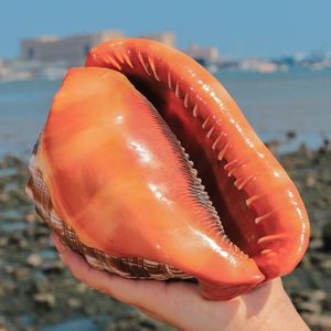 Dekorativa föremål Figurer 12-17 cm Natural Orange Sea Shells Snail Bull's-Mouth Helmet Conch Home Decor Beach Decorations Collectibles Aquarium Landscape 230626