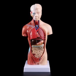 Outros Materiais Escolares para Escritório Torso Humano Modelo Corpo Anatomia Órgãos Internos Anatômicos Para Ensino 230627