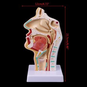 Altro Materiale scolastico per ufficio Modello di oggetti di scena Spedizione gratuita Anatomico umano Cavità nasale Gola Anatomia Modello Strumento didattico 230627