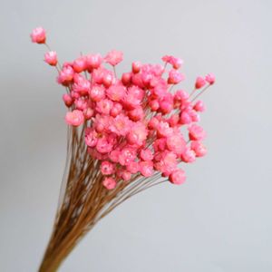 Flores secas mini margaridas decorativas pequeno buquê de estrelas plantas naturais preservam floral para casamento decoração de casa 30/50 peças