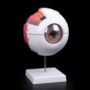 Anatomical Eyeball Model - Educational Science Resource, Teaching Instrument