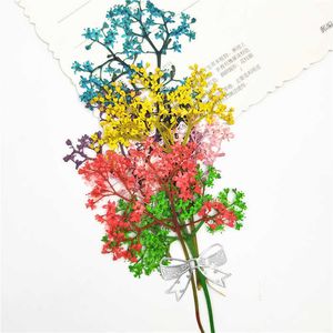 Flores secas 12 peças, natureza prensada como flores de árvores para convite de casamento diy, cartão de enxerto, presente, decoração de concha de telefone