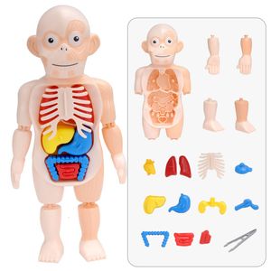 3D Puzzles Kid Montessori 3D Puzzle ludzkie ciało Anatomia Model edukacyjny uczenie się narządów zgromadzone zabawkowe narzędzie do nauczania narządów dla dzieci 230627