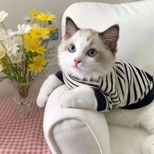 Cat Costumes Pet Dog Clothes Seasonal Fashion Märke Stilig Little Milk Short Puppet Två benad tröja