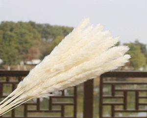 US Stock 30st Natural Dried Pampas Grass Reed Home Wedding Flower Gunch Decor Torkade blommor utomhusrosa dekor25732575190