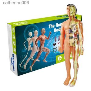 Other Toys Simulation Of Human Skeleton Model Human Body Anatomy Model Educational Teaching Props For Students DIY Educational ToysL231024